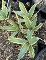 1/3/5pcs liveSucculent plant Agave Americana WYSIWYG Variegated Boutique