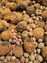 2024 9 Pound Black Walnut /American Hazel In Shell Organic Squirrel Food Baking