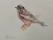 Swallow, Birds, Watercolor artwork, Handmade, Original painting on paper