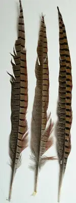 Natures Spirit Ringneck Pheasant Side Tails