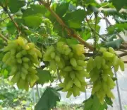 Grafted Japanese Gold Finger Grape Vine with Leaves (16-18in)