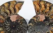 9790 RARE 1in100 BLACK Ammonite PAIR Deep Crystals 110myo FOSSIL LRG 113mm 4.5"