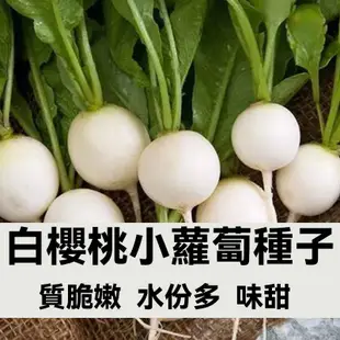 櫻桃紅蘿蔔種子 櫻桃白蘿蔔種子 進口蘿蔔種子 菜種子 四季播種蔬菜種子 陽臺盆栽種