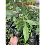 『525生態植物園』臺灣鱗球花 （原生植物，枯葉蝶，黑擬蛺蝶，眼紋擬蛺蝶幼蟲食草，蝴蝶幼蟲食草）