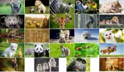 Animal Dog Tiger Cat Monkey Panda Lion Squirrel Zebra Horse Flag 3x5FT 90x150cm