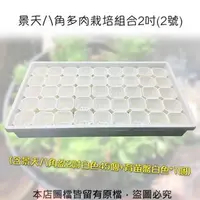 在飛比找特力屋線上購物優惠-[特價]景天八角多肉栽培組合2吋(2號)育苗盤白色無孔