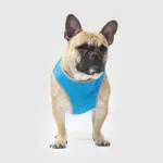 【CANADA POOCH】寵物背心/ 涼感背心-12(CHILL SEEKER COOLING VEST SO CHILL-12)