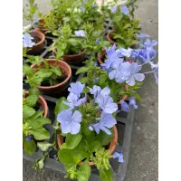 在飛比找蝦皮購物優惠-｛英宏｝室外開花植物 藍雪花5寸 一年四季都會開花 藍花丹、