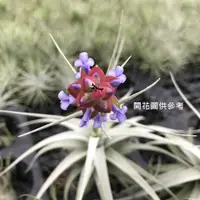 在飛比找蝦皮購物優惠-空氣鳳梨 白天使多國花 Tillandsia stricta