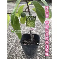 在飛比找蝦皮購物優惠-勿直接下標 大目釋迦 嫁接苗 樹苗 大目 大粒 大果 釋迦苗