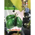 卉迎園藝 九五酪梨🥑（B花）嫁接苗高度40公分/水果樹苗/新興果樹