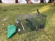 Deluxe Indian Myna or Starling Magic Humane Cage Trap and Holding Cage.