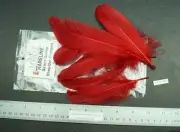 One Pack Hareline Crimson Select Goose Shoulder Lot-SF-210