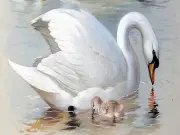 White Swans Accent Tile Mural Kitchen Bathroom Wall Backsplash 8x6