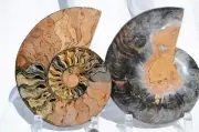 Large Black Ammonite Pair Crystals 110myo Dinosaur age FOSSIL 176mm 7.0" 9556cc
