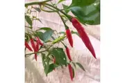 CHILLI 'Thai Giant' seeds