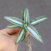 10CM Succulent Agave Plant Agave Americana Mediopicta Trel Alba Variegated Plant