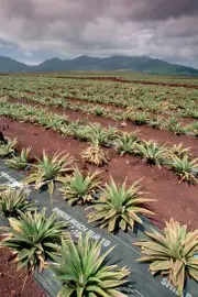 Dole Pineapple Plantation Tropical Fruits Print Wall Home Decor - POSTER 20x30