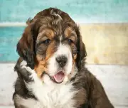 BERNEDOODLE DOG Puppy COMPUTER MOUSE PAD 9 x 7