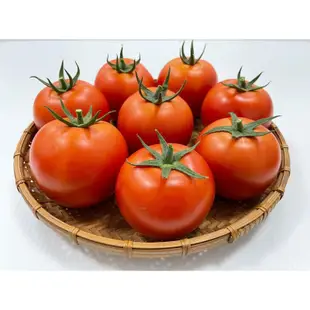 城禾農產🍃 大果牛番茄種子 大果牛蕃茄種子 牛蕃茄種子 牛番茄種子 大蕃茄種子 大番茄種子 番茄種子 蕃茄種子