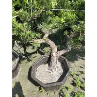 在飛比找蝦皮購物優惠-羅漢松 盆栽 雕塑 造型 彎折 迎賓樹 特價6500元