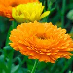 金盞花油CALENDULA OIL  植物油