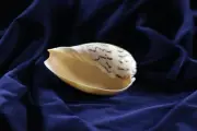Diadem Volute Melo Amphora Sea Shell for Curiosity Cabinet Taxidermy Collection