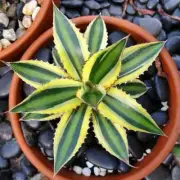 8CM Succulent Agave Plant Agave Lophantha Var.Pectinata Agavaceae Garden Plant