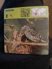 Animal Flashcards (1976)