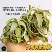 在飛比找蝦皮購物優惠-植藝-電捲燙 ✧捲捲頭✧ Tillandsia strept