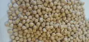 Bulk Dried Chick Peas (Garbanzo Beans) - 4 lb