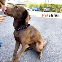 在飛比找松果購物優惠-【Petshion】真皮項圈 狗項圈 寵物項圈 C2-L (