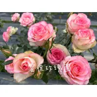 在飛比找蝦皮購物優惠-玫瑰花🌹雙色大輪.花期長.好運玫瑰花🌹使用玫瑰專用土.月季玫