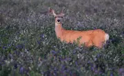 SeedRanch Alfalfa Deer Food Plot Seed 25 Lbs. (Coverage 0.9 Acre)