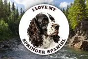I Love My Springer Spaniel Sticker Decal Waterproof Vinyl Art