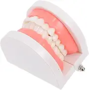 HOLIDYOYO Typodont Model for Educational Tooth Model for Oral Health Teaching Kindergarten Plastic Design Engaging Study Tool for Tooth Decay and Brushing Practices