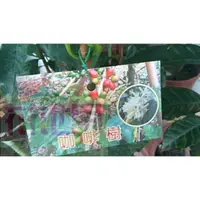 在飛比找蝦皮購物優惠-花花世界_喬木水果苗--咖啡樹，(阿拉比卡)--葉緣波浪狀 
