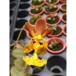 迷你款 原生蘭 ONCIDIUM LIMMINGHEI 小蛾型文心蘭