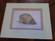 Handmade Needlepoint matted Conch Shell print picture- no frame wall hanging