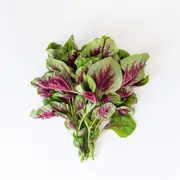 Amaranth Greens - Bicolour seeds