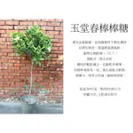 心栽花坊-梔子花/玉堂春/棒棒糖造型/8吋/造型樹/綠化植物/綠籬植物/香花植物/售價1200特價1000