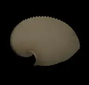 Sea shells Argonauta argo 161.2mm. Aquarium Decoration Products