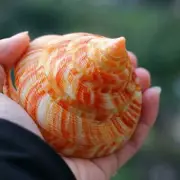 Rare Natural Pearly Screw Conch Shell Coral Sea Collectible a Snail a W5M5