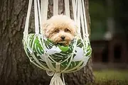 Croci Pillow for Dogs and Cats in Soft Microfibre in The Shape of a Hammock Kennel for Dog and Cat with Soft Padded Cushion Inside MACRAMÈ Fantasy Sizes: 40X160 CM
