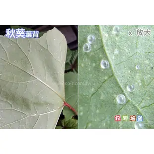 【全館590免運】黃秋葵~Okra~種子 約25粒