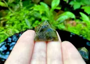 Small Labradorite Crystal Pyramid 18-20mm for Grid Magick Intuition