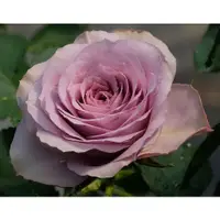 在飛比找蝦皮購物優惠-★舞花食色★玫瑰花苗(月季)紫丁香~4吋盆