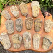 6.5-8cm Moroccan Trilobite Fossils Complete Original Stone Paleontology Animals