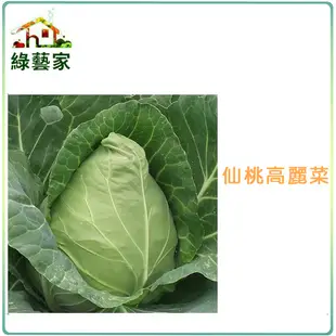 B09.仙桃高麗菜種子100顆(仙桃甘藍，四季結球尾端皆呈現尖尾，口感較脆)結球類及花菜類種子【綠藝家】