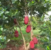 10 Fresh RED Jackfruit SEEDS Garden Tropical Jack Fruit Tree Plant Redy To Plant